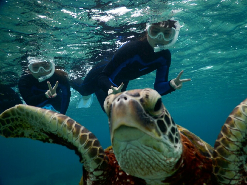 ウミガメさんピース