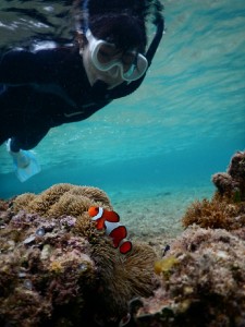 シュノーケルでカクレクマノミと撮影