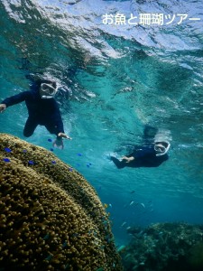 お魚と珊瑚ツアー