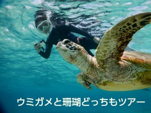 ウミガメと珊瑚どっちも