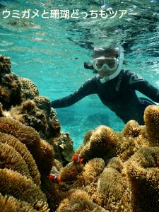 カクレクマノミとシュノーケルで