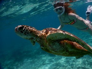 ビキニで宮古島ウミガメシュノーケル