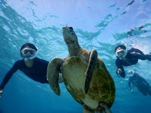 さあ宮古島でシュノーケルしてウミガメと写真を撮影しよう