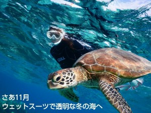 澄みわたる11月の宮古島の海にシュノーケリングでウミガメフォト