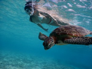 冬の宮古島でウミガメシュノーケル