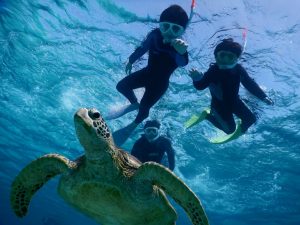 躍動感が伝わる宮古島ウミガメとシュノーケルツアー