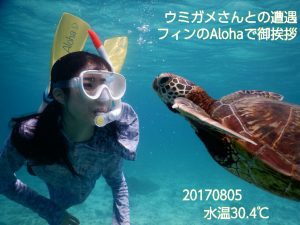 宮古島ウミガメと遭遇