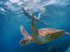 冬前の透き通る海でウミガメに