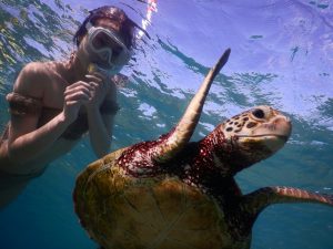 宮古島でウミガメに会いたいと願う