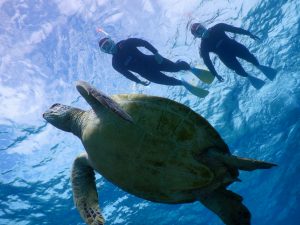 晴れたら宮古島でシュノーケルしましょうウミガメとね