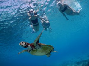 美女が３人でウミガメとビキニでシュノーケリング