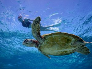 ３月のウミガメと春の宮古島シュノーケリング