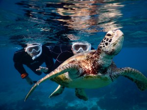 冬の透き通る海でウミガメの息継ぎ