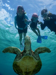 小さなお子様もシュノーケルでウミガメを