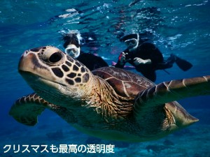 クリスマスの宮古島でウミガメとシュノーケル