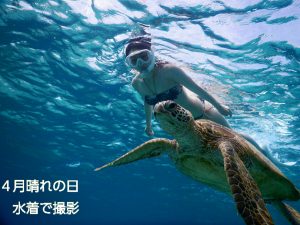 スタイル抜群のビキニで宮古島ウミガメ