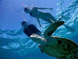 宮古島で下からウミガメ撮影