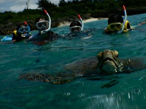 宮古島のウミガメが息継ぎ