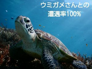 宮古島でウミガメ遭遇率100パーセント