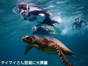 宮古島ウミガメツアーでタイマイに遭遇