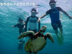 いつもの宮古島アオウミガメ