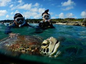 バフッとウミガメ息継ぎ