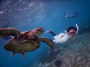 シュノーケルで一斉に巣潜り