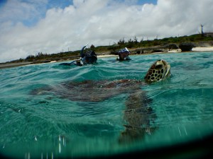 宮古島のウミガメの息継ぎ