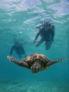 さあ初めてウミガメと泳ごう