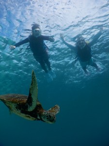 シュノーケルでウミガメと撮影