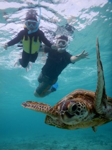 お子様も驚くウミガメの近さ