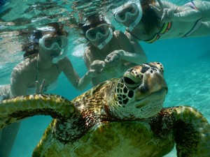 ３人仲良くウミガメとシュノーケルフォト