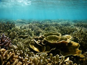 ビーチシュノーケルでこの珊瑚礁