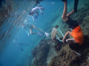 撮影ウミガメとシュノーケル