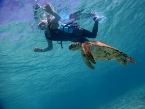 宮古島近付いてくるウミガメ