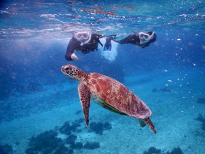 流れがあるけどシュノーケリング