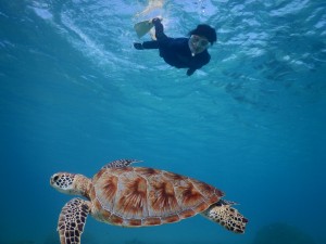 ウミガメめざしてスキンダイビング