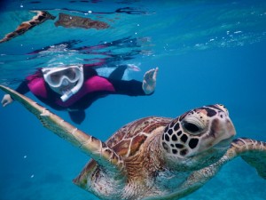 独り占めシュノーケルツアー