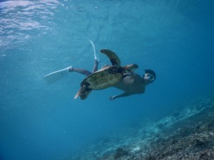 シュノーケル広告