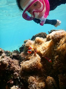 カクレクマノミとシュノーケル写真