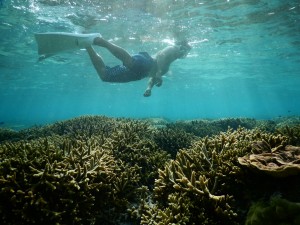 シュノーケルで珊瑚の上を飛ぶ
