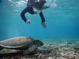ウミガメまでシュノーケルで素潜り