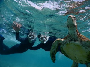 亀の息継ぎをシュノーケルで見る