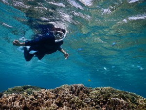 サンゴをじっくり見るシュノーケルツアー