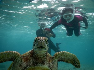 ウミガメが笑ったシュノーケルツアー