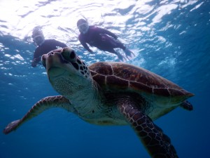 シュノーケルツアーで綺麗なアングル