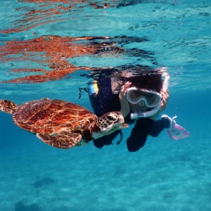 シュノーケルしてたらウミガメさん近すぎ