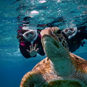 ウミガメに手をふるシュノーケルツアー
