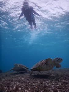 Wウミガメシュノーケルツアー