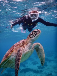 近づくウミガメに大興奮のシュノーケル